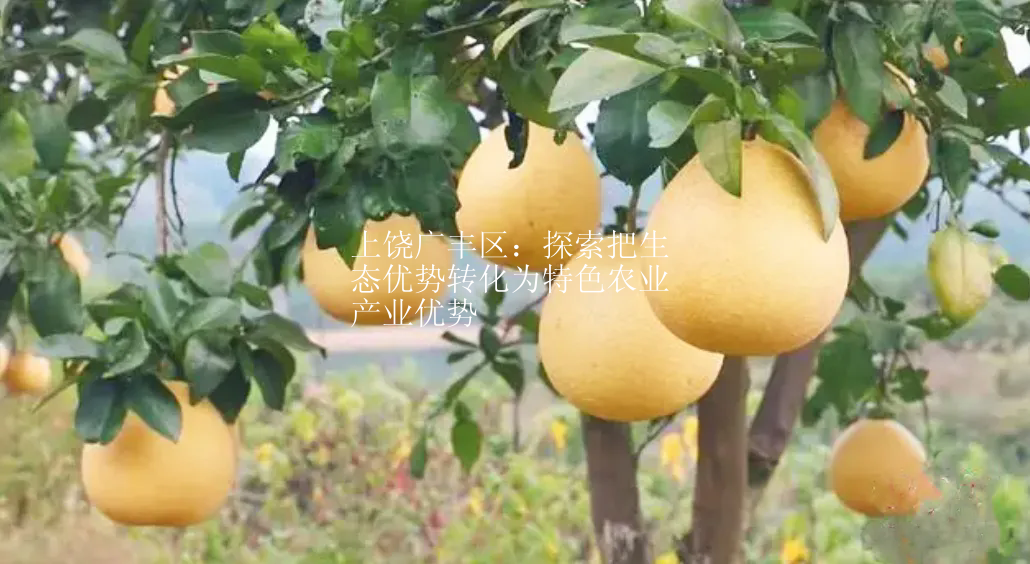 上饶广丰区：探索把生态优势转化为特色农业产业优势